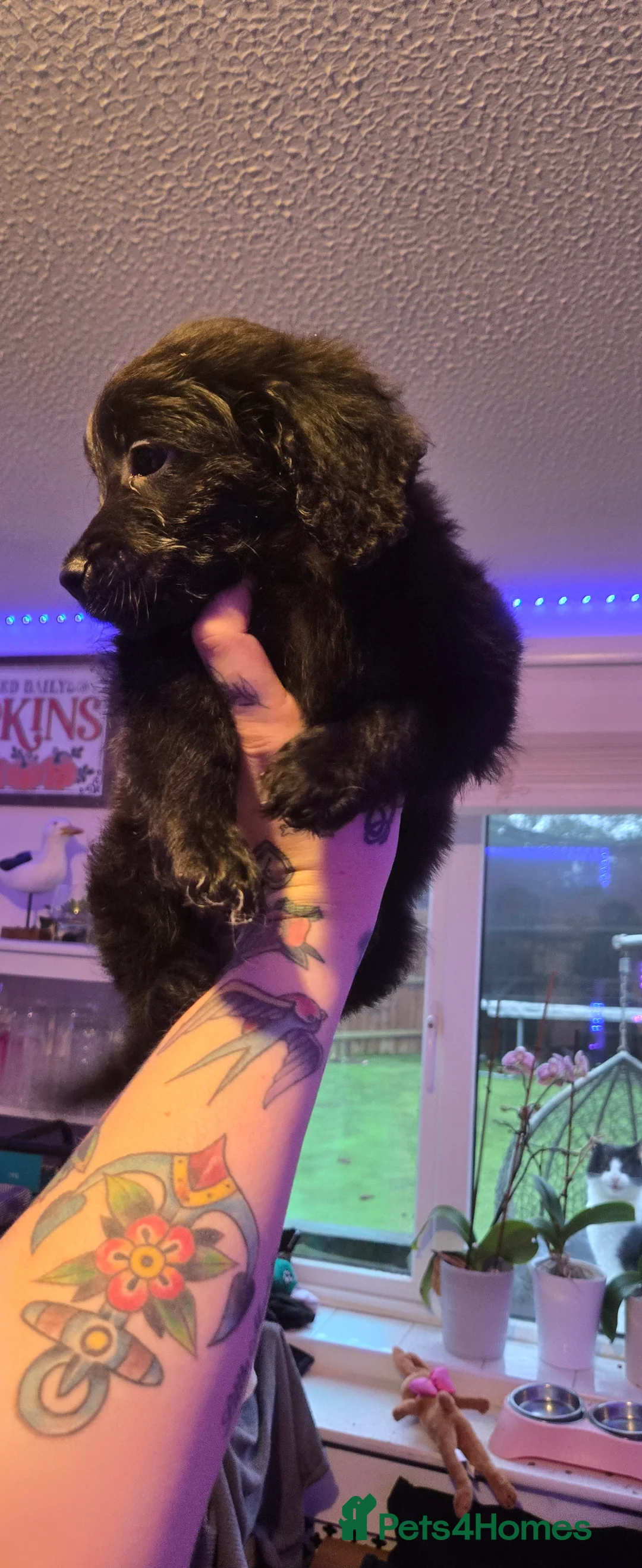 Cockapoo dogs for sale: Ready to go! Black fluffy cockapoo for sale - Advert 3