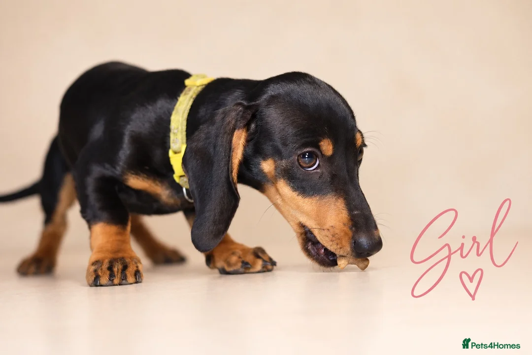 Dachshund dogs for sale: PRA-Clear Miniature Dachshund Puppies ready to go - Advert 2