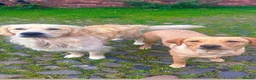Goldador dogs for sale: Golden Retriever Labrador Puppies - Advert 28