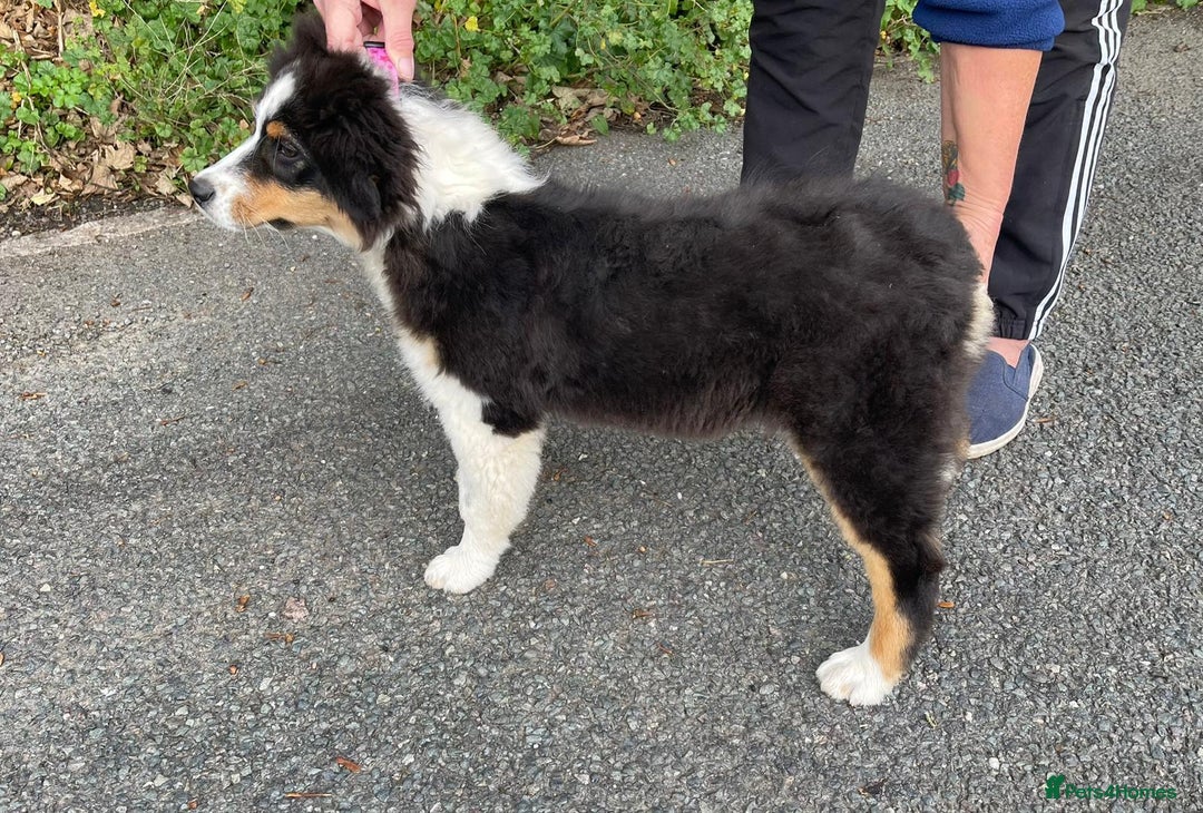 Australian Shepherd dogs for sale: Australian Shepherd Female Puppy - £1200 - Image 2