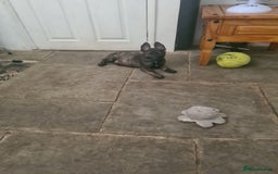 German Shepherd dogs for sale: German sheperd puppies in Rotherham - Image 12