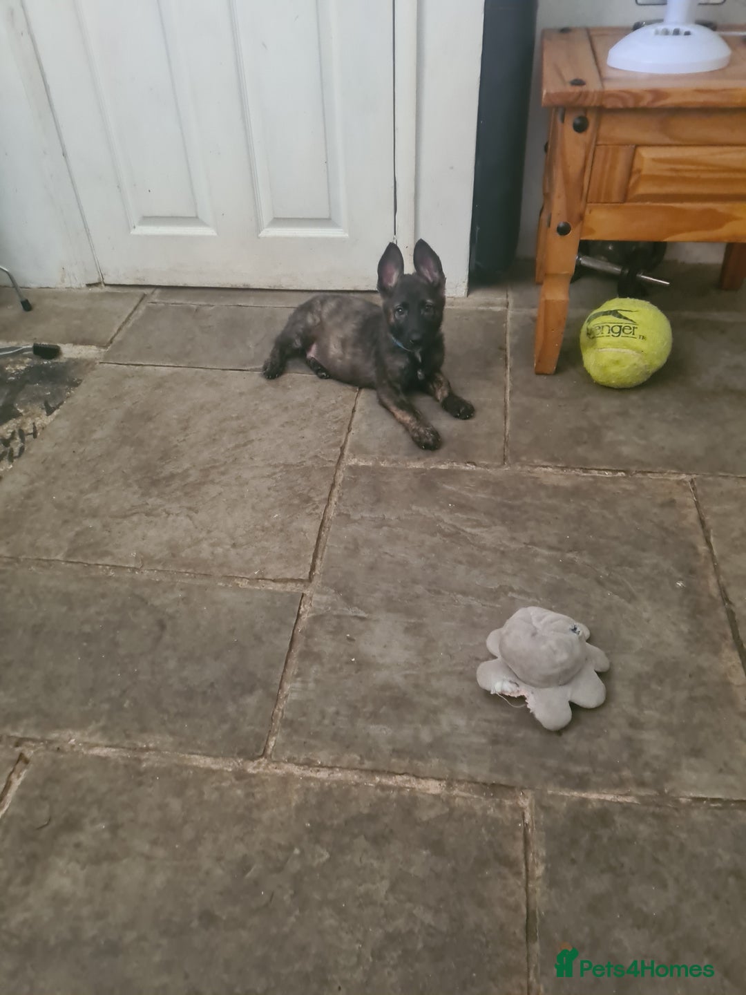 German Shepherd dogs for sale: German sheperd puppies in Rotherham - Image 12