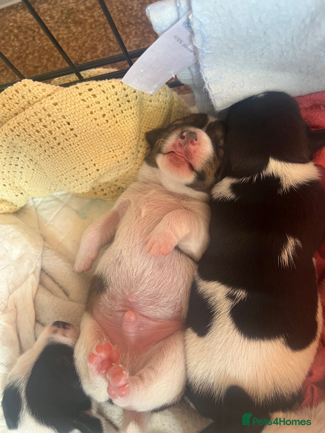 Jack Russell dogs for sale: Jack Russel puppies  - Image 9