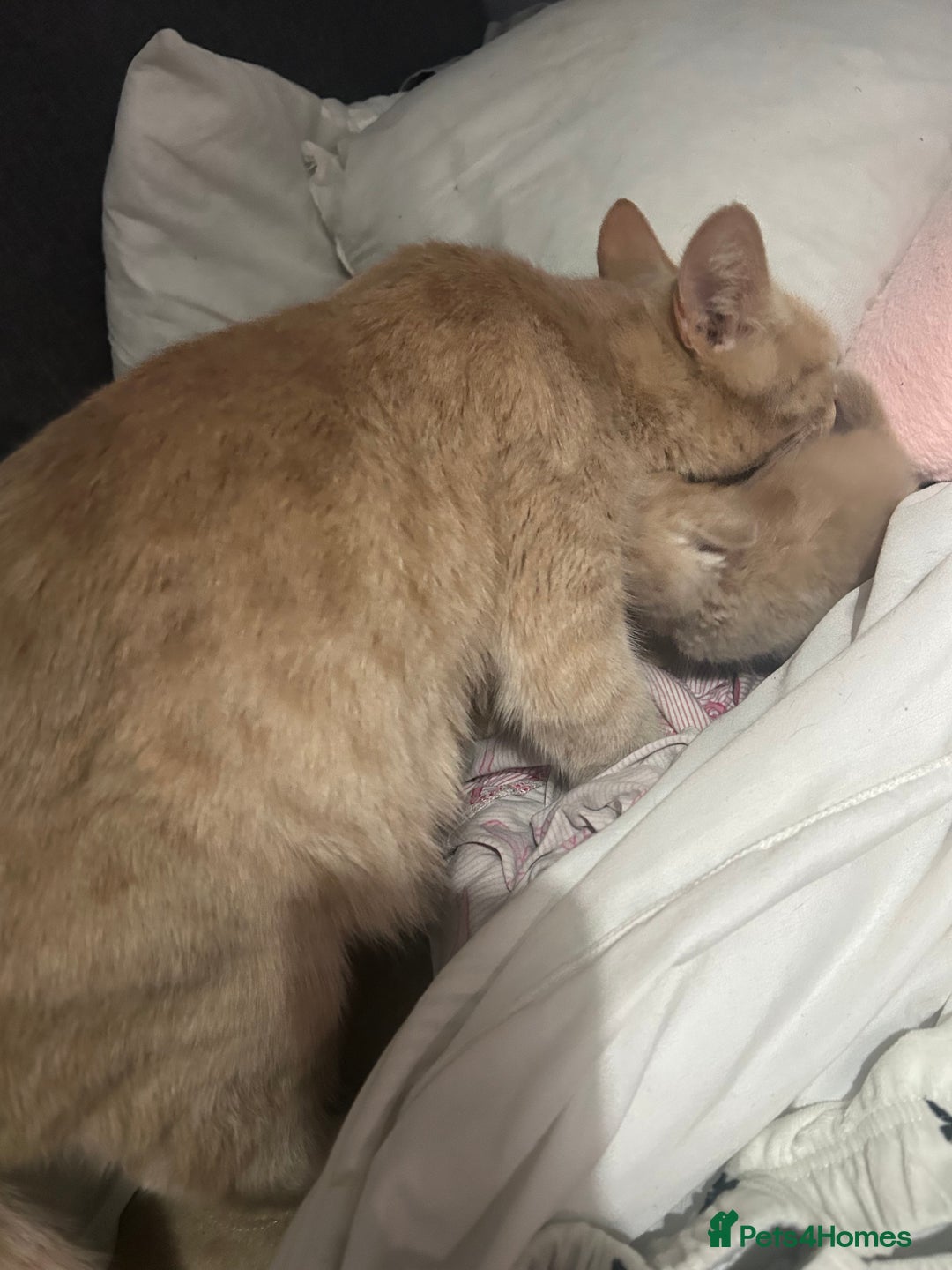 Scottish Fold cats for sale: Scottish fold cross bsh ready to go now 💙 - Image 3