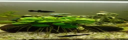 Mollies fish for sale: Black Molly fish  in Goole - Advert 1