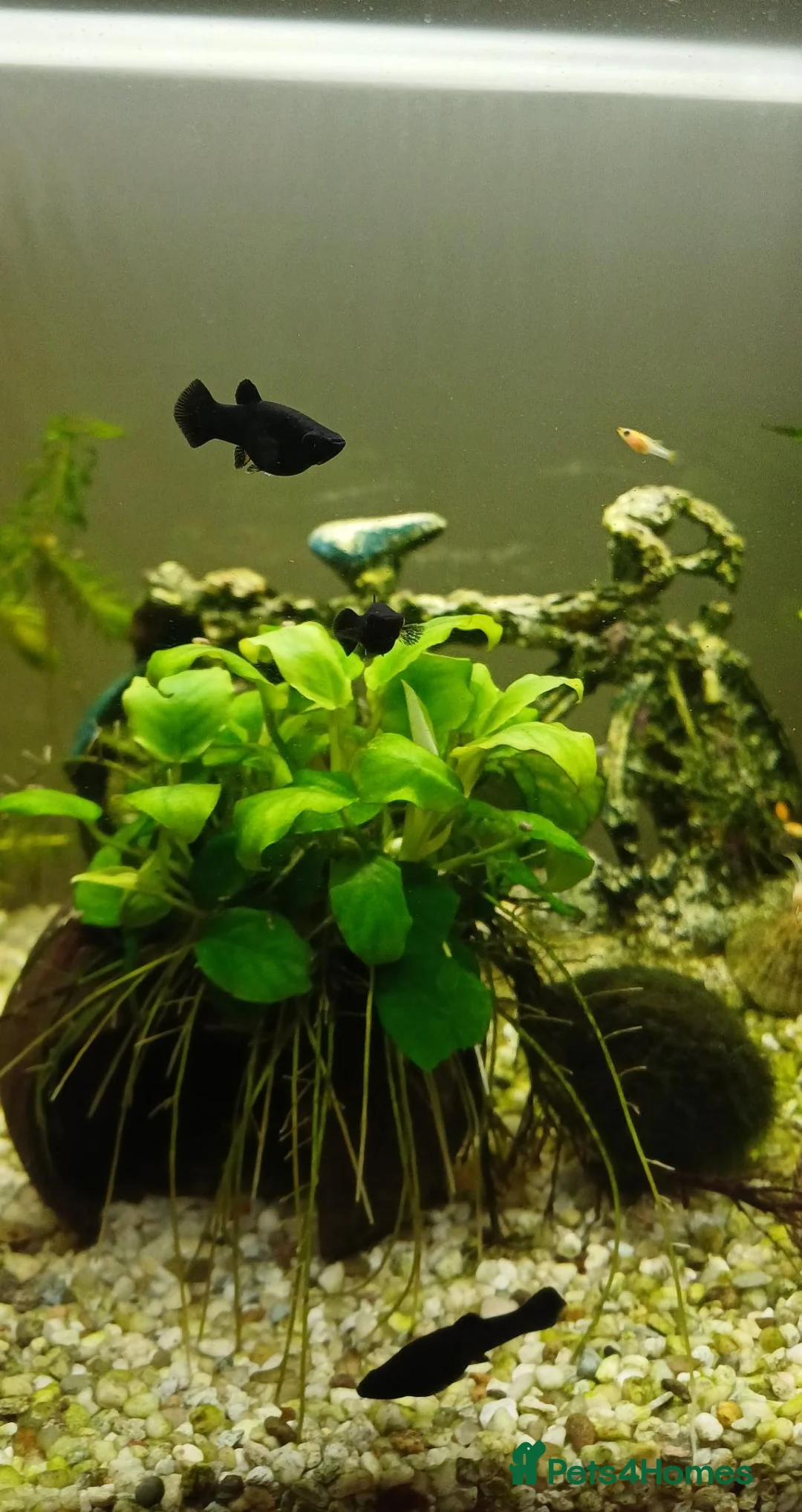 Mollies fish for sale: Black Molly fish  in Goole - Advert 1