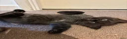Mixed Breed cats for sale: Beautiful Ragdol x kittens  - Advert 4