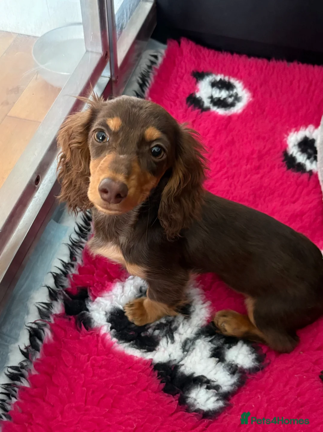 Dachshund dogs for sale: Dachshund puppies  in Liverpool - Advert 4