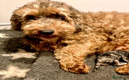 Cockapoo dogs for sale: F1b Miniature Cockapoo Pups Fully Health Tested - Advert 36