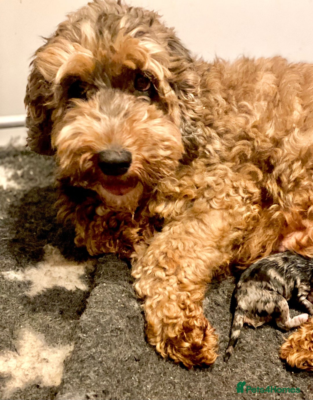 Cockapoo dogs for sale: F1b Miniature Cockapoo Pups Fully Health Tested - Advert 36