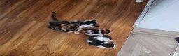 Mixed Breed cats for sale: Beautiful kittens  - Advert 1