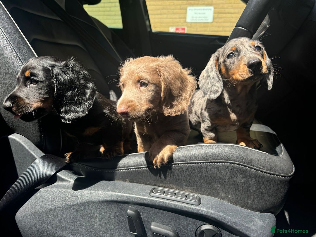 Miniature Dachshund dogs for sale: 1 last Black and Tan Male left!!!   in Watford - Image 18