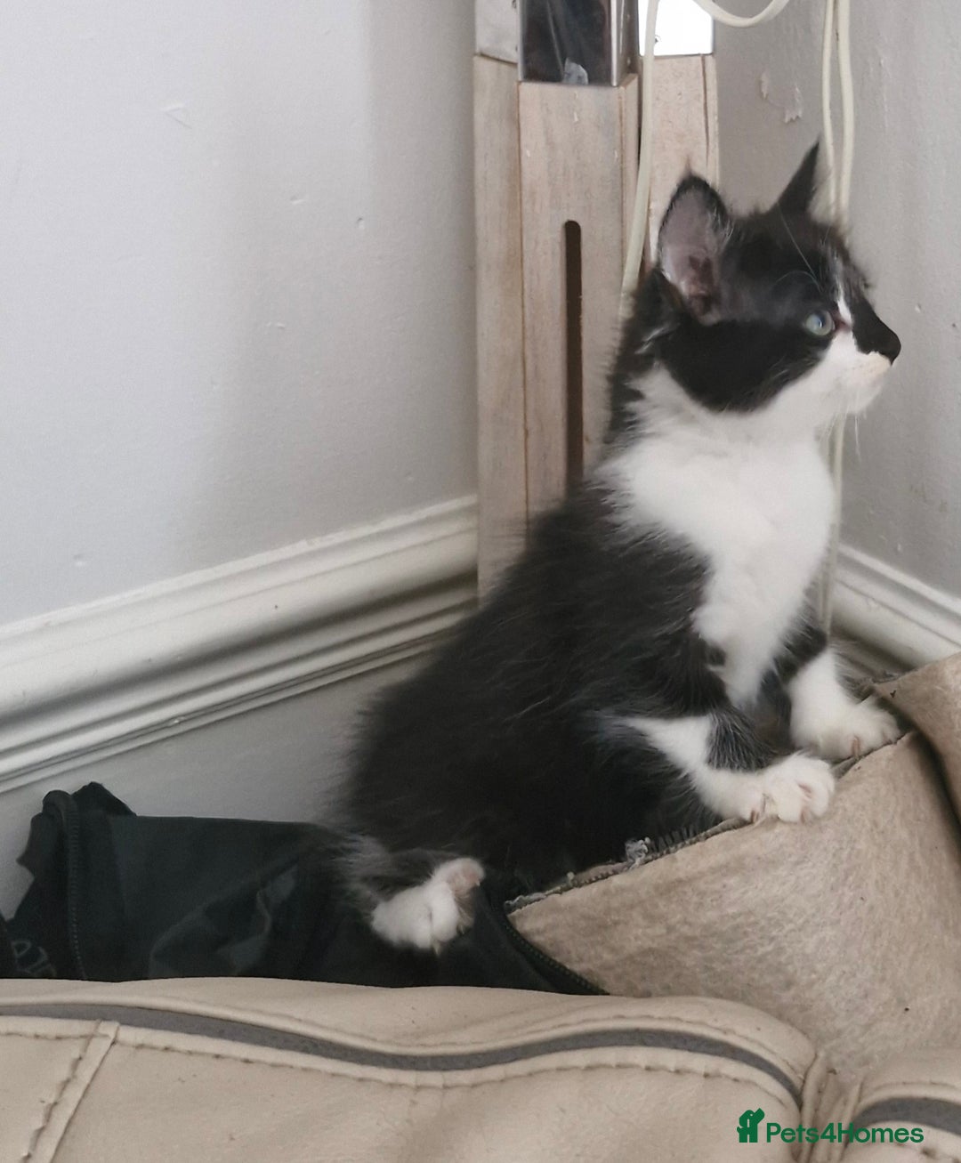 Mixed Breed cats for sale: Two very cute kittens  - Image 3