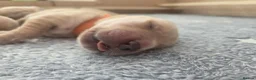Golden Retriever dogs for sale: KC Pedigree Golden Retriever Puppies - Advert 6