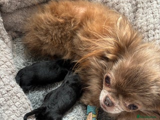 Chihuahua dogs Long Haired Chihuahua - Advert 10