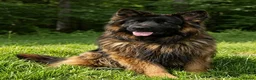 German Shepherd dogs for sale: Long Coat GSD black & tan  - Advert 4