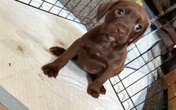Mixed Breed dogs for sale: Mixed breed  - Image 5