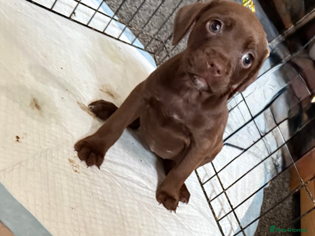 Mixed Breed dogs for sale: Mixed breed  - Image 5