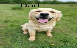 Golden Retriever dogs for sale: Adorable Golden Retriever Puppies  - Image 11
