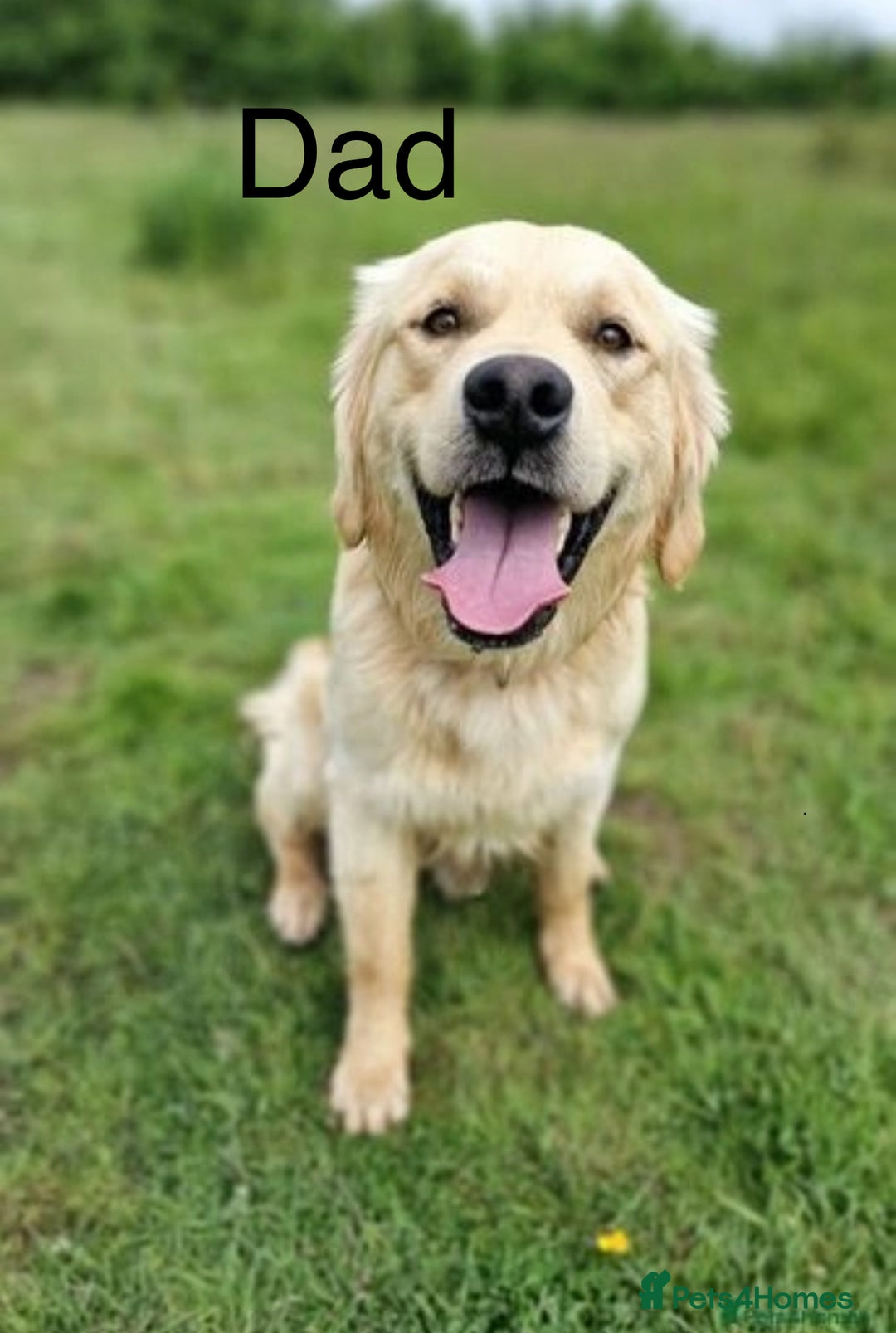 Golden Retriever dogs for sale: Adorable Golden Retriever Puppies  - Image 11