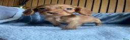 Cocker Spaniel dogs for sale: KC reg Working cockers - Outstanding pedigree - Advert 6