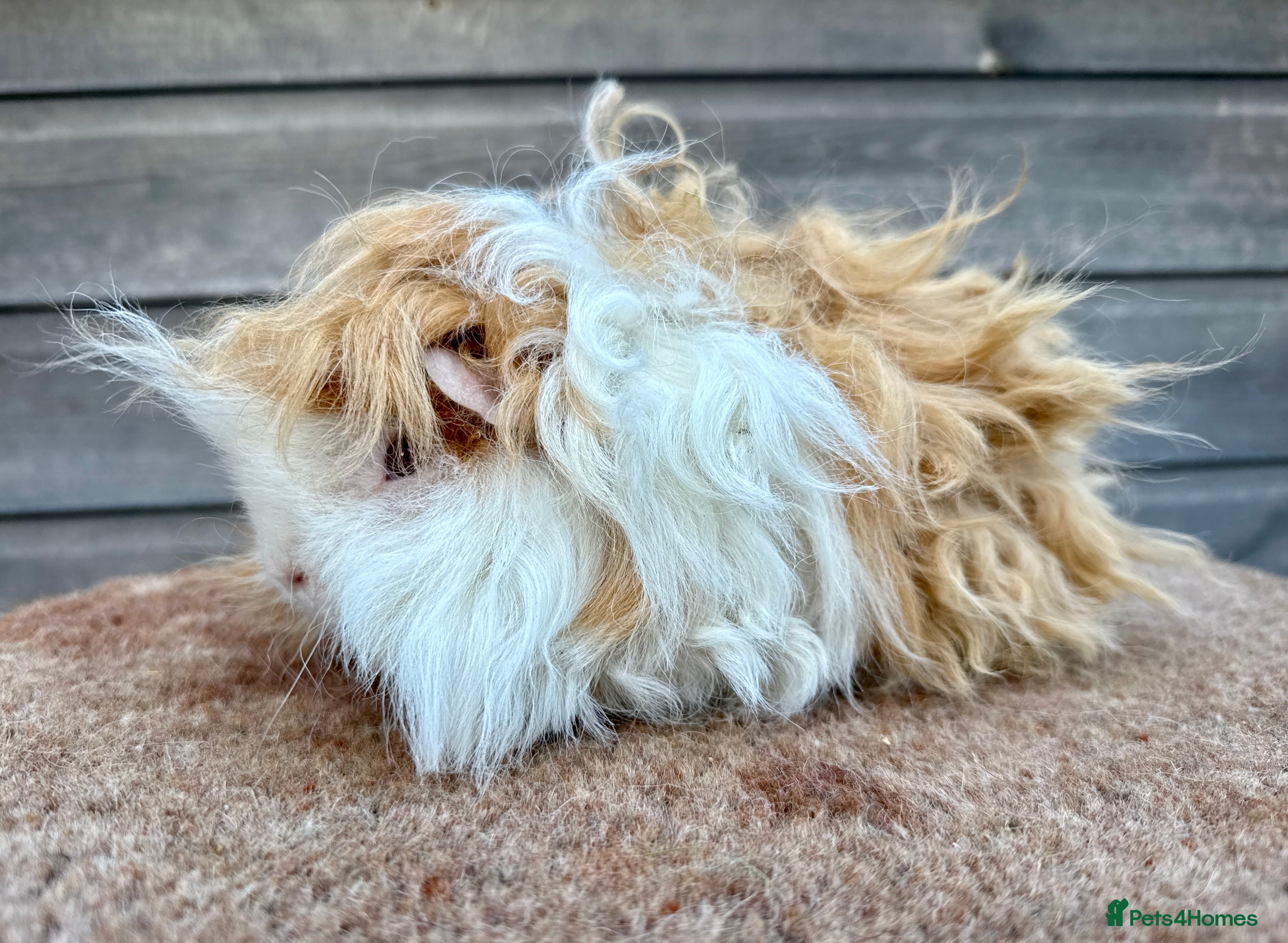 Guinea Pig rodents Lunkarya Boar  - Advert 18