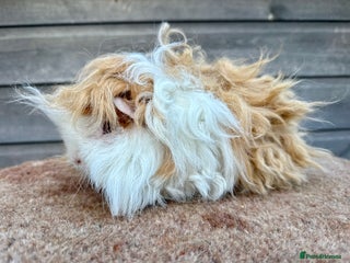 Guinea Pig rodents Lunkarya Boar - Advert 18