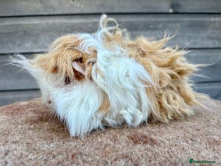 Guinea Pig rodents Lunkarya Boar - Advert 10