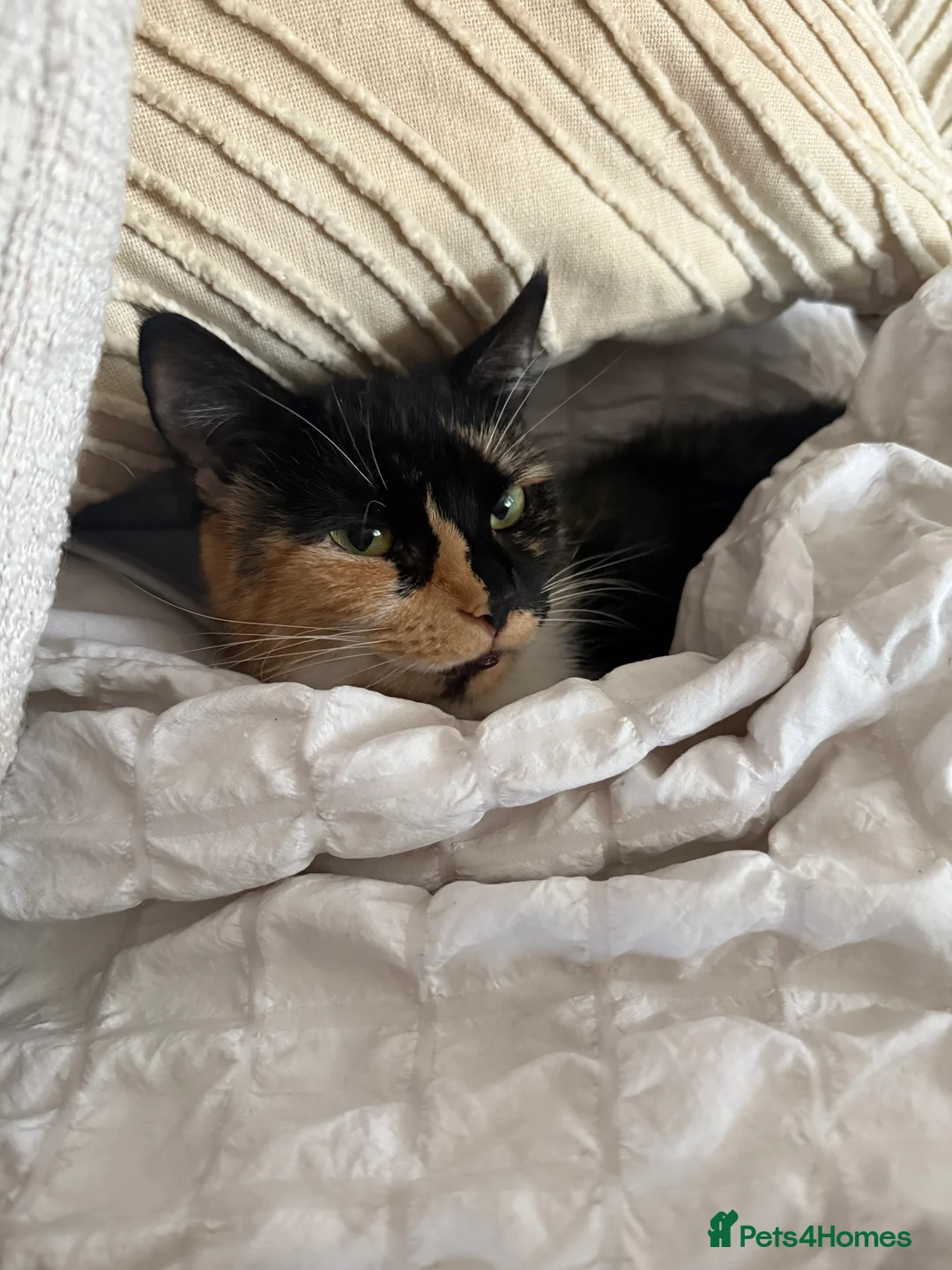 Mixed Breed cats for sale: Rehoming my gorgeous cat Lilly - Advert 2