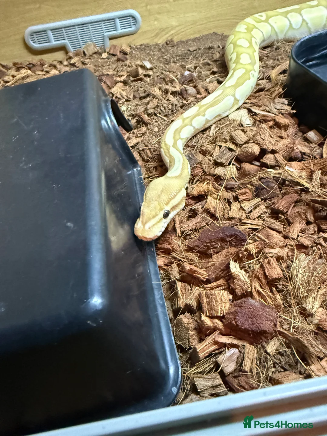 Python Snake reptiles for sale: Ball python  - Advert 2