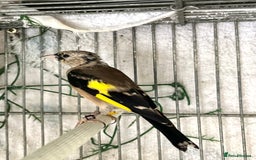 Finches birds for sale: Juvenile goldfinches ! Males and females bbc rung! - Image 1