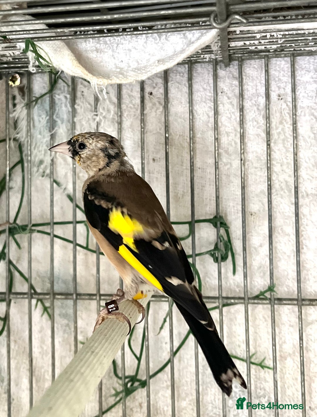 Finches birds for sale: Juvenile goldfinches ! Males and females bbc rung! - Image 1