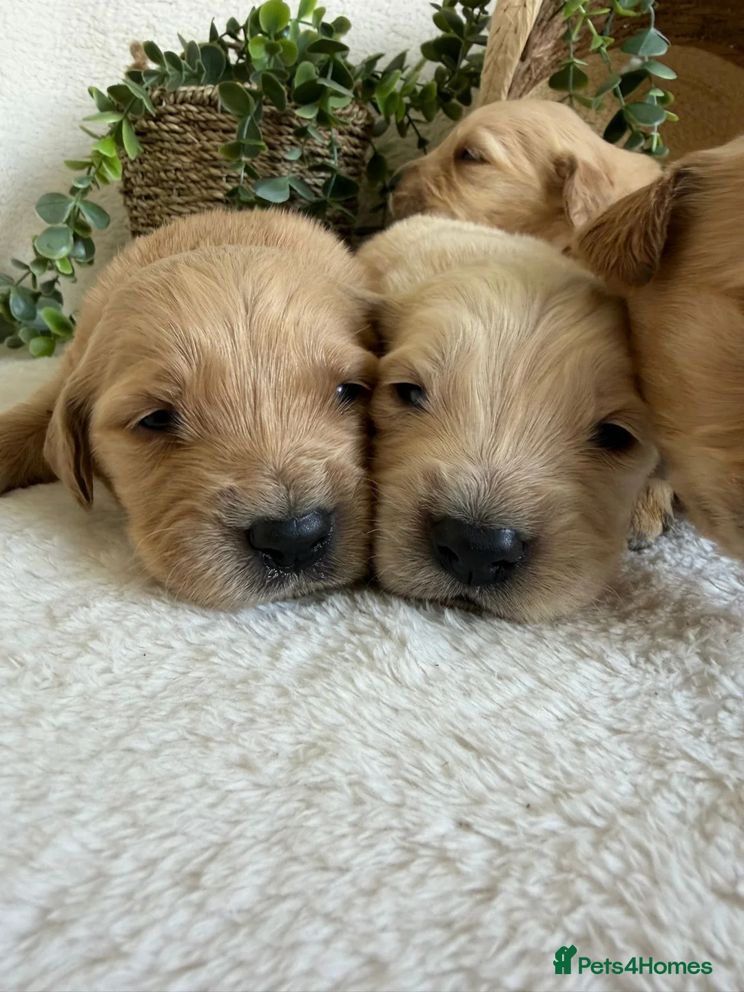 Golden Retriever dogs for sale: EXTENSIVELY DNA TESTED GOLDEN RETRIEVERS - Advert 2