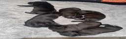 Patterdale Terrier dogs for sale: **Patterdale pups READY NOW** - Advert 4