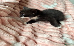 Mixed Breed cats for sale: 3 beautiful kitties ready now!!  - Image 8