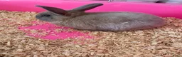 Dwarf Lop rabbits for sale: Dwarf lop rabbit girl  - Advert 4