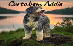 Bernedoodle dogs for sale: Curtabemdoodles Bernedoodles  - Image 34