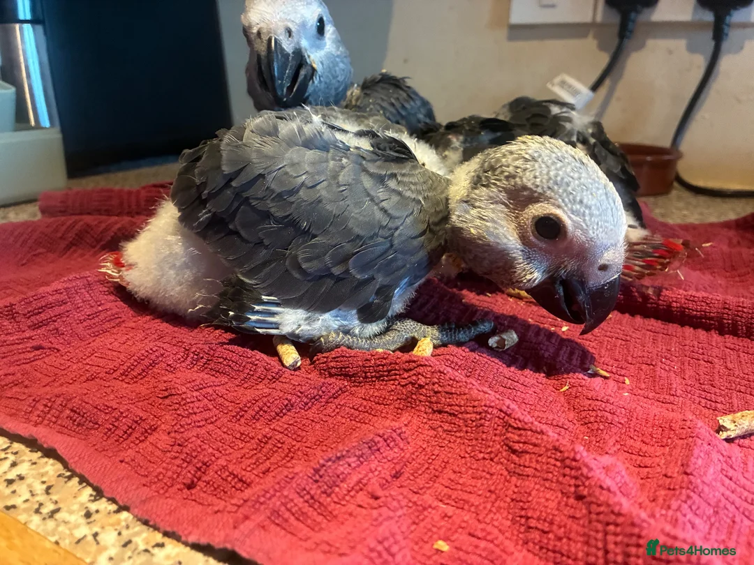 Parrots birds for sale: baby tame african greys - Advert 2