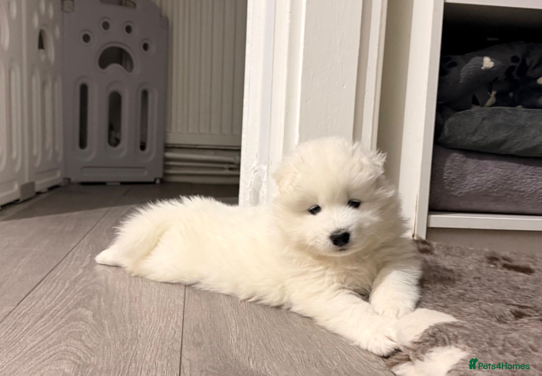 Samoyed dogs 🐾Quality Samoyed Puppies🤍KC Registered⭐️ - Advert 15