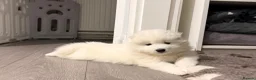 Samoyed dogs for sale: 🐾Quality Samoyed Puppies🤍KC Registered⭐️ - Advert 1
