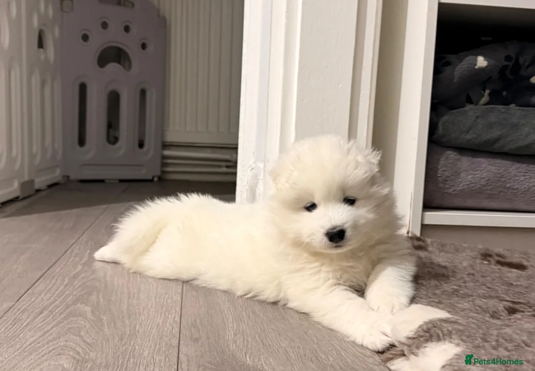 Samoyed dogs for sale: 🐾Quality Samoyed Puppies🤍KC Registered⭐️ - Advert 1