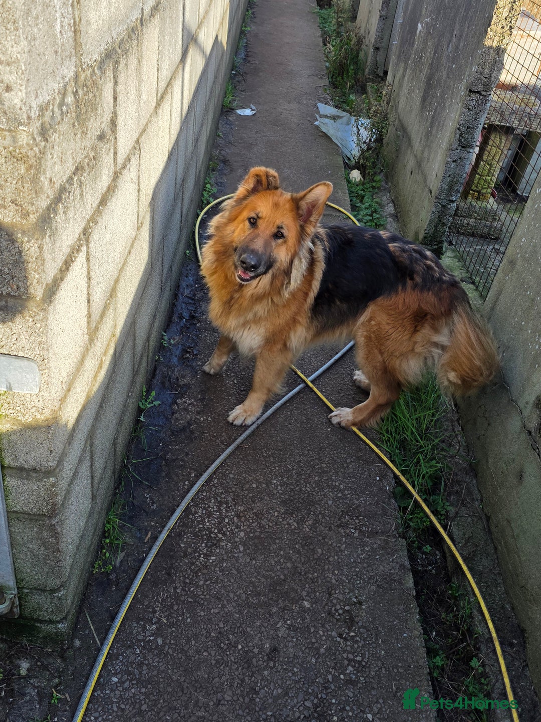 German Shepherd dogs for sale: German shepherd bitch  - Advert 1