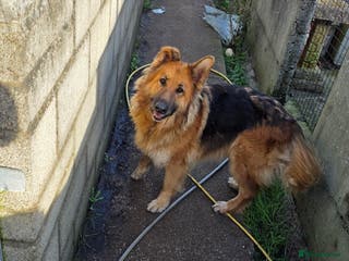 German Shepherd dogs German shepherd bitch - Advert 8