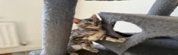 Bengal cats for sale: Rare Silver Grey Bengal TICA Kittens  - Advert 14