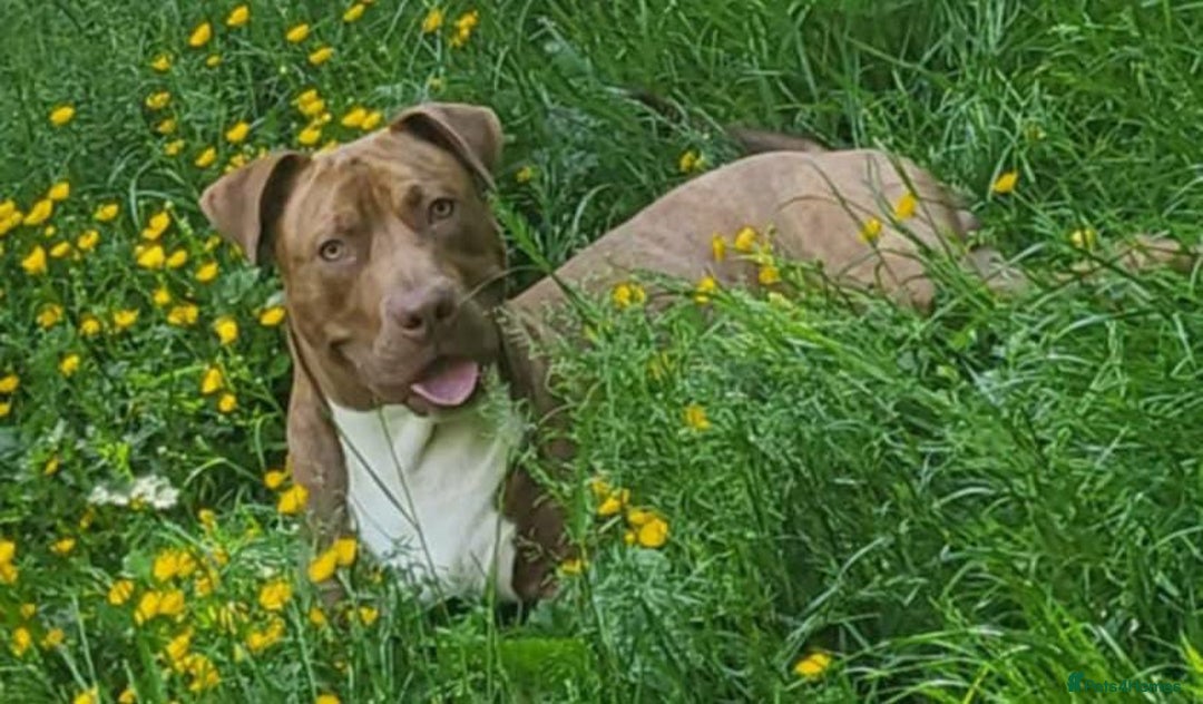Mixed Breed dogs for sale: 	Castro – Gentle Cane Corso x Bully 🐶💛 - Image 1