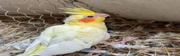 Cockatiels birds for sale: Cockateils  in Leicester - Advert 24