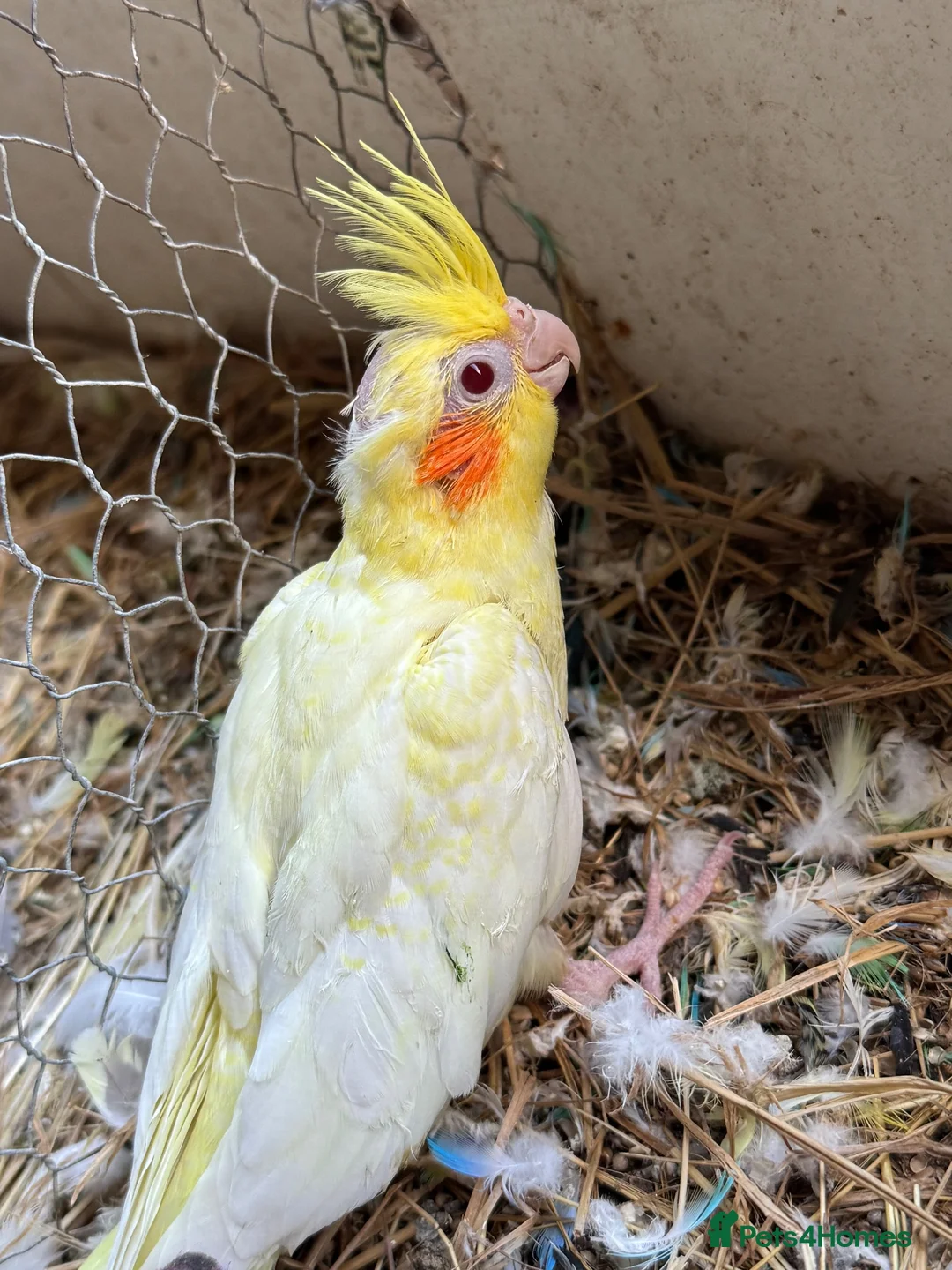 Cockatiels birds for sale: Cockateils  in Leicester - Advert 24