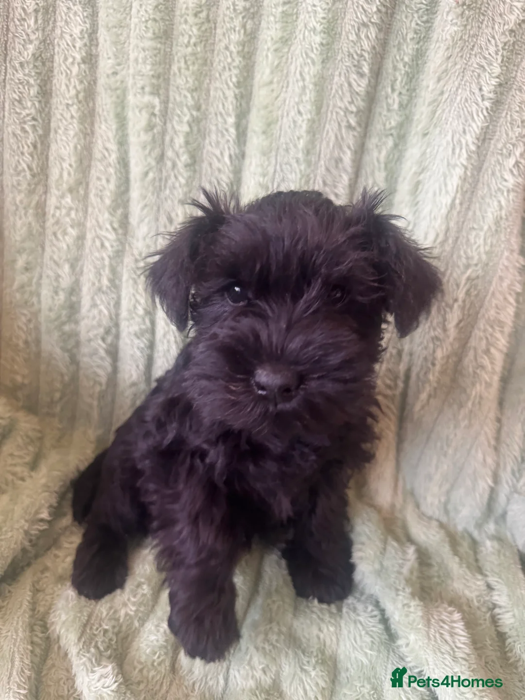 Miniature Schnauzer dogs for sale: Black miniature schnauzers  - Advert 11