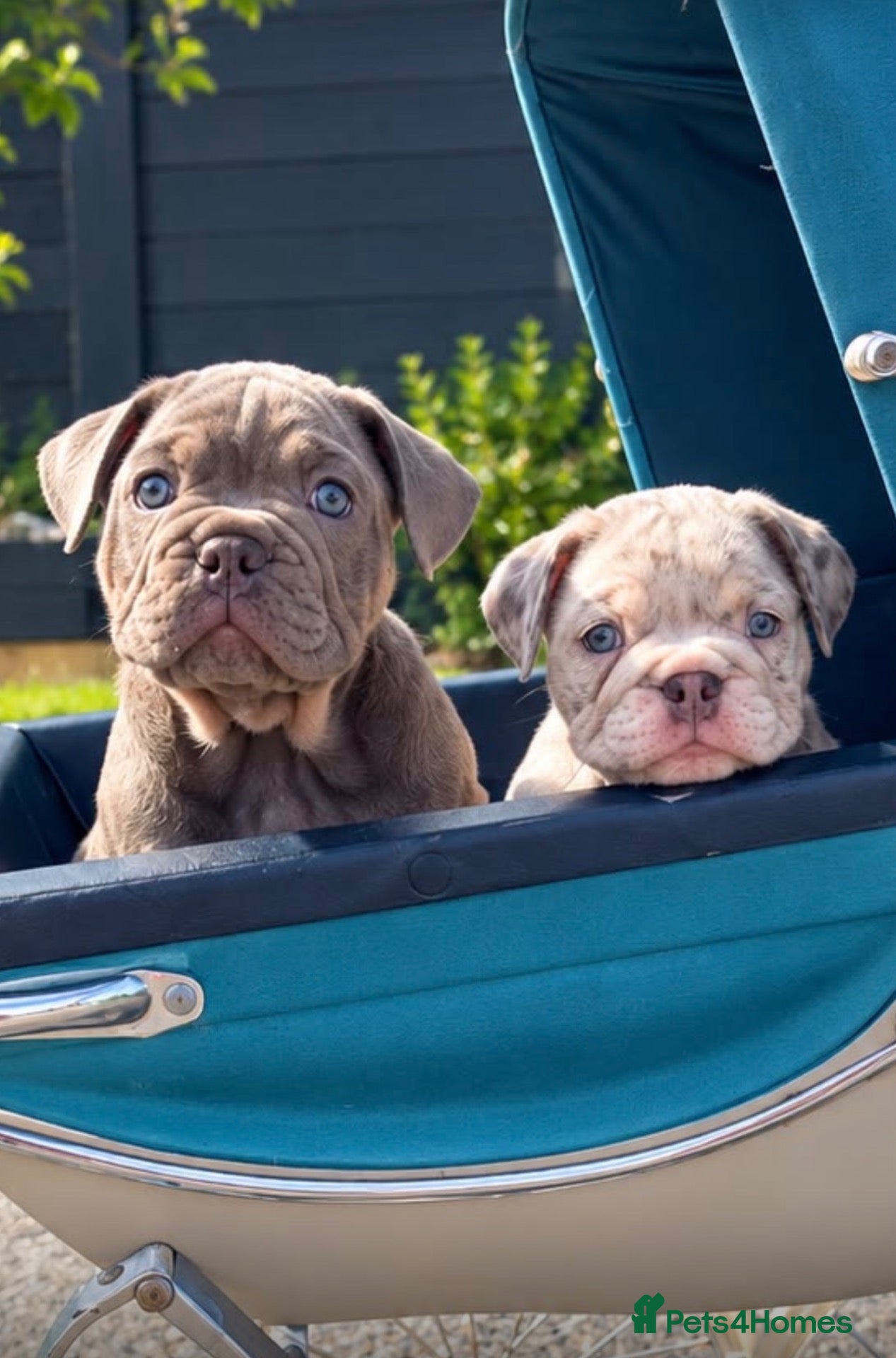English Bulldog dogs Stunning English bulldog puppies - Advert 1