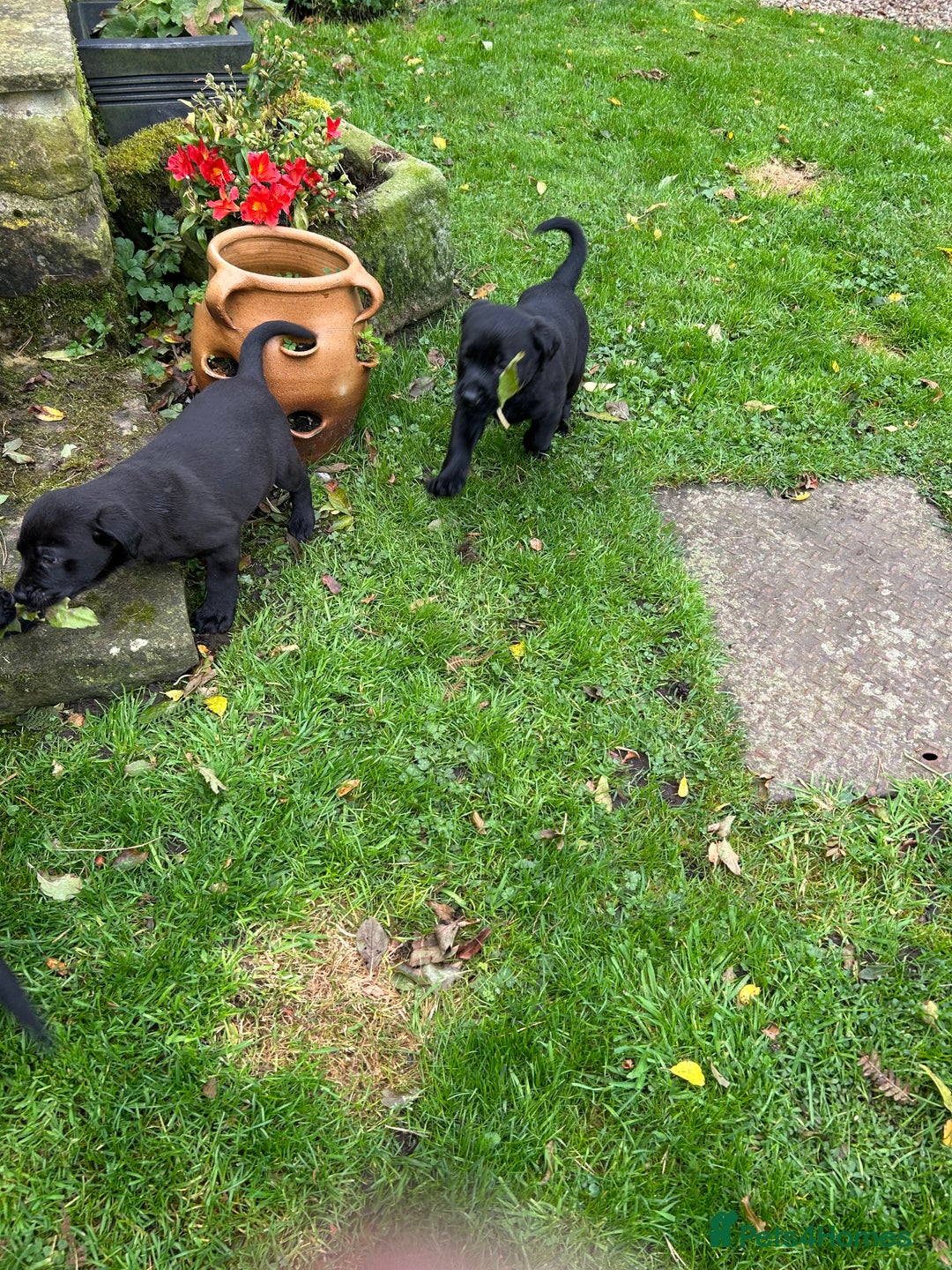 Labrador Retriever dogs for sale: Labrador pups  - Image 13